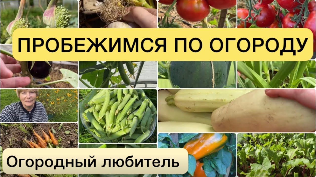 Грядки и урожай проекта