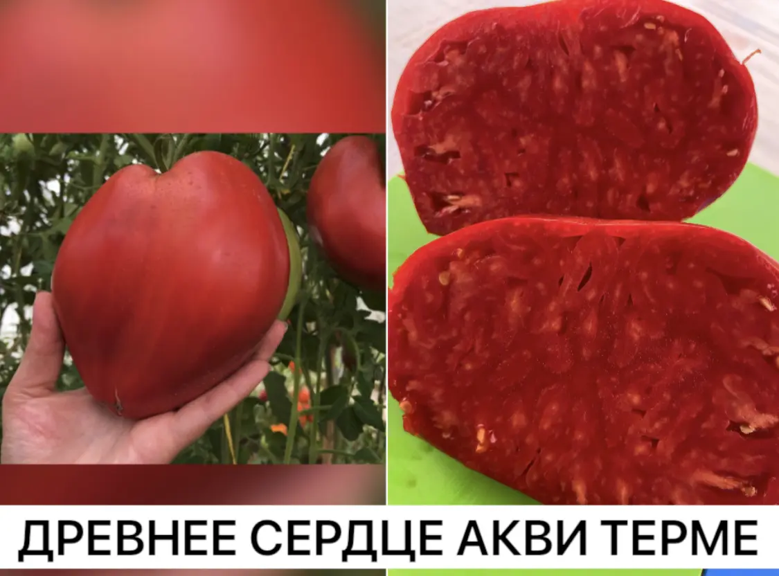 Древнее сердце Акви Терме