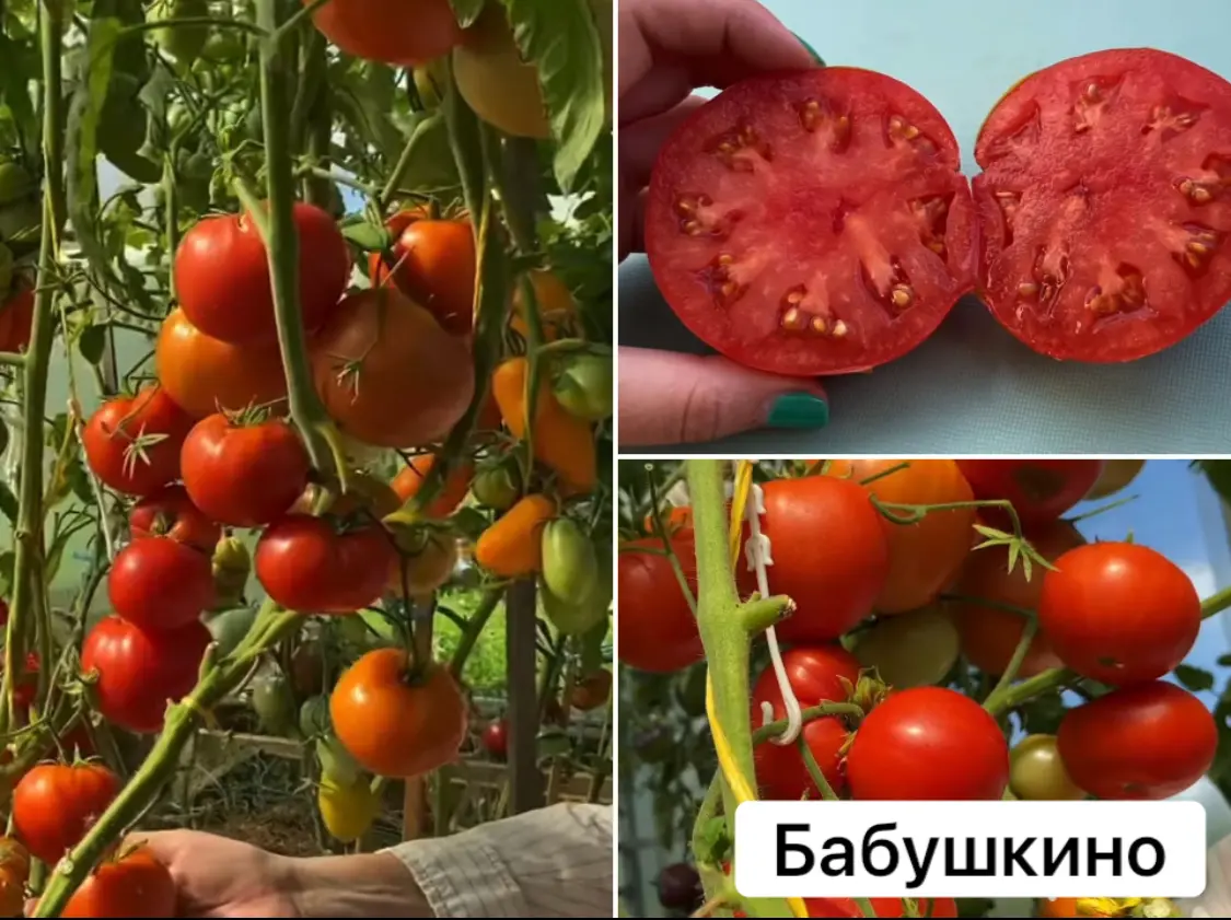 Бабушкино
